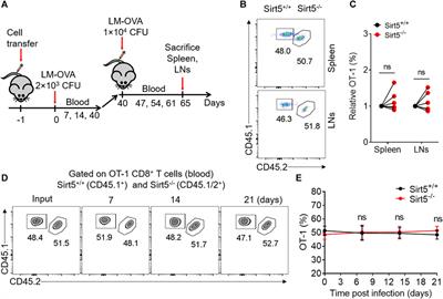 Sirtuin 5 is Dispensable for CD8+ T Cell Effector and Memory Differentiation